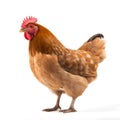 chicken isolated on a white background. studio. photo with depth of field Ai generated