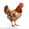 Chicken Isolated on White Background - Studio Photo with Depth of Field