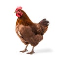 Chicken Isolated on White Background - Studio Photo with Depth of Field