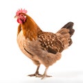 Chicken Isolated on White Background - Studio Photo with Depth of Field