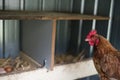 Chicken on its perch looking at its eggs Royalty Free Stock Photo