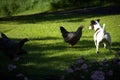 Chicken and Jack Russell Terrier Royalty Free Stock Photo
