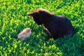 Chicken and kitten sitting on the grass Royalty Free Stock Photo