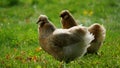 Chicken in the lawn. The ones that are kept in a chicken coop and raised for chicken meat and