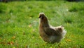 Chicken in the lawn. The ones that are kept in a chicken coop and raised for chicken meat and