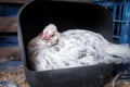 Chicken laying egg in homemade nesting box made from recycled plastic container, in hen house