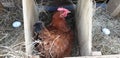 Chicken laying an egg in a nesting box