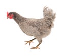 Chicken laying hen in a graceful pose. Isolated.