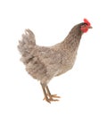 Chicken laying hen in a graceful pose. Isolated.