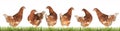 Chicken-laying hens Royalty Free Stock Photo