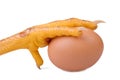 Chicken leg protecting egg Royalty Free Stock Photo