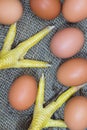 Chicken legs and brown eggs in a nest Royalty Free Stock Photo