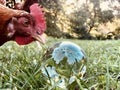 Chicken With A Lensball