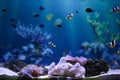 Red lion fish swimming in an aquarium