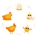 Chicken life cycle. Cartoon broody hen with chicks and eggs, step by step from egg to adult and back, chicken embryo to adult and Royalty Free Stock Photo
