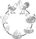 Chicken life cycle