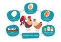 Chicken life cycle. Chicken and rooster cartoon infographic with life steps from nest egg to embryo baby and grown bird Royalty Free Stock Photo