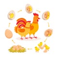 Chicken life cycle, embryo development from egg to hatching chicken. Cute hen and Rooster having babies chicks cartoon Royalty Free Stock Photo