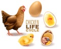 Chicken Life Cycle Set