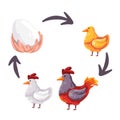 Chicken life cycle stages from egg to young and adult rooster reproduction illustration