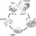 Chicken life cycle.