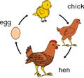 Chicken life cycle with titles Royalty Free Stock Photo