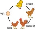 Chicken life cycle with titles Royalty Free Stock Photo