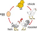 Chicken life cycle with titles. Royalty Free Stock Photo