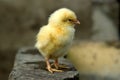 Chicken Little Royalty Free Stock Photo