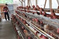 Chicken livestock business