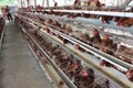 Chicken livestock business