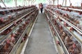 Chicken livestock business