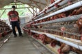 Chicken livestock business