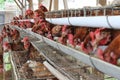 Chicken livestock business