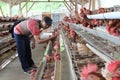 Chicken livestock business