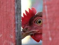 Chicken looking from behind a fence