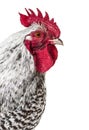 Chicken looking at camera against white background