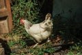 Chicken looking for food in a farm