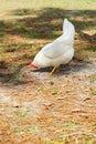 A chicken is looking for food Royalty Free Stock Photo