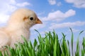 Chicken Looking At The Sky