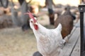 A chicken looks at the camera.