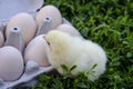 Chicken looks at the egg tray with eggs.