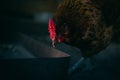 The chicken looks at the feeder at night in the dark close -up. High -legged red scallop of chicken Royalty Free Stock Photo