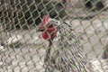 A chicken looks through the fence.