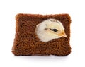 Chicken looks into the hole in the bread