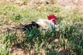 Chicken lying down on soil