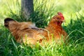 Chicken lying on grass