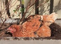 Chicken lying of soil bucket with relaxing time