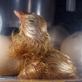 Chicken male inside the egg is making hole and is on my way out Royalty Free Stock Photo