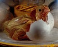 Chicken male inside the egg is making hole and is on my way out Royalty Free Stock Photo